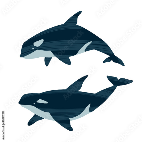 Two killer whales. Ocean animals in trendy flat style.