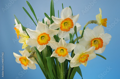 Fototapeta Naklejka Na Ścianę i Meble -  Bouquet of white daffodils on a blue background.
