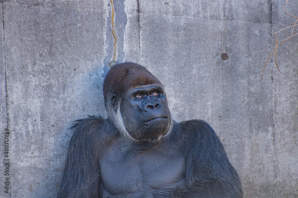 ニシゴリラ ゴリラ 表情 目線 横目 Photos Adobe Stock