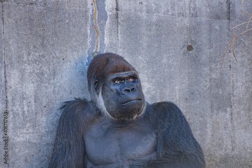 ニシゴリラ ゴリラ 表情 目線 横目 photo