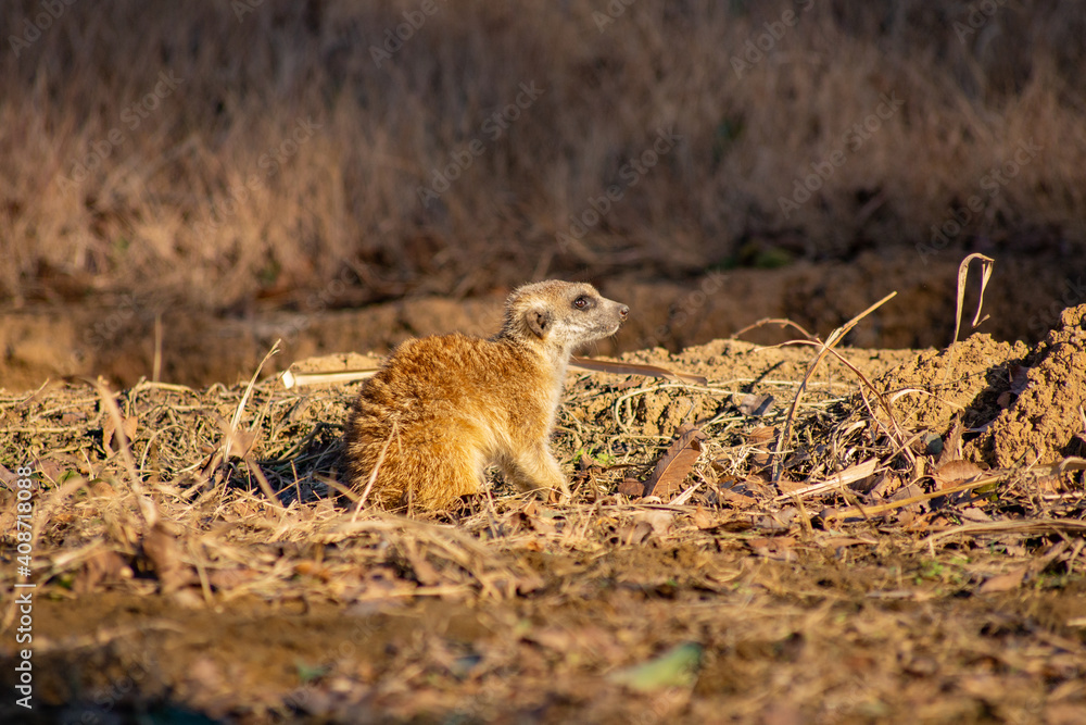 Fototapeta premium ミーアキャット Suricata suricatta
