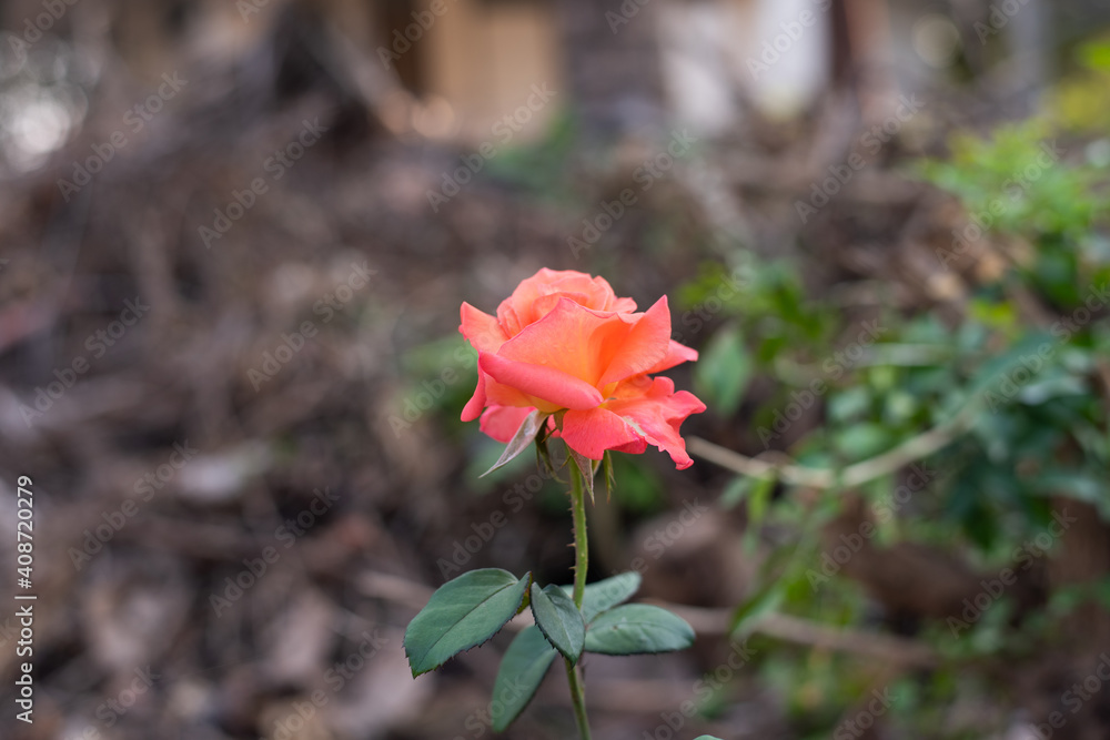 Rose in garden on blur.