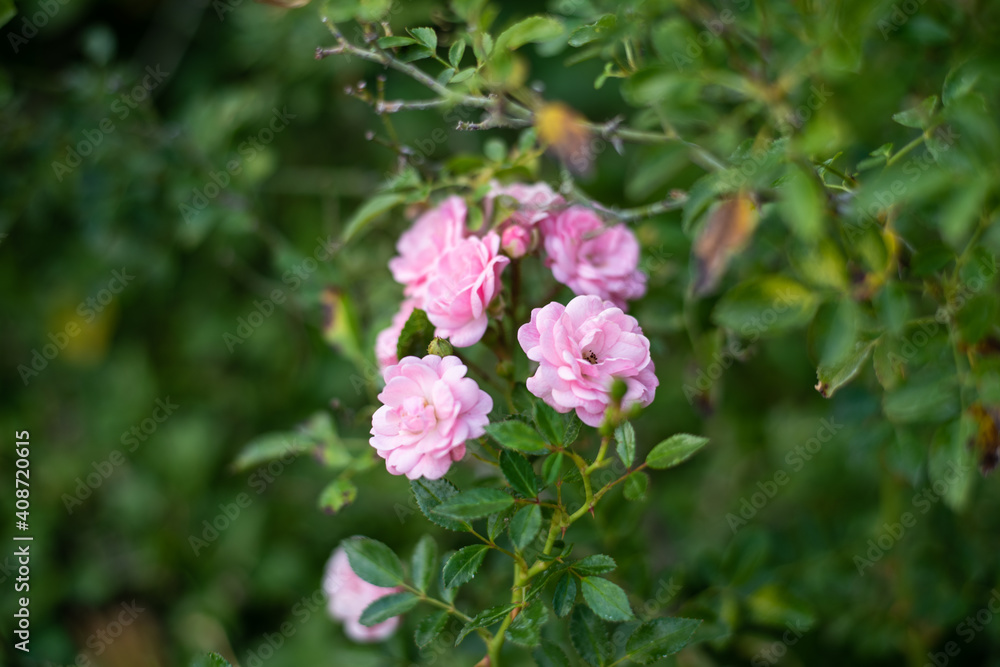 Rose in garden on blur. Rose in garden on blur.