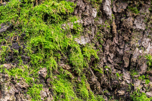 rough and cracked tree trunk surface covered by green mosses