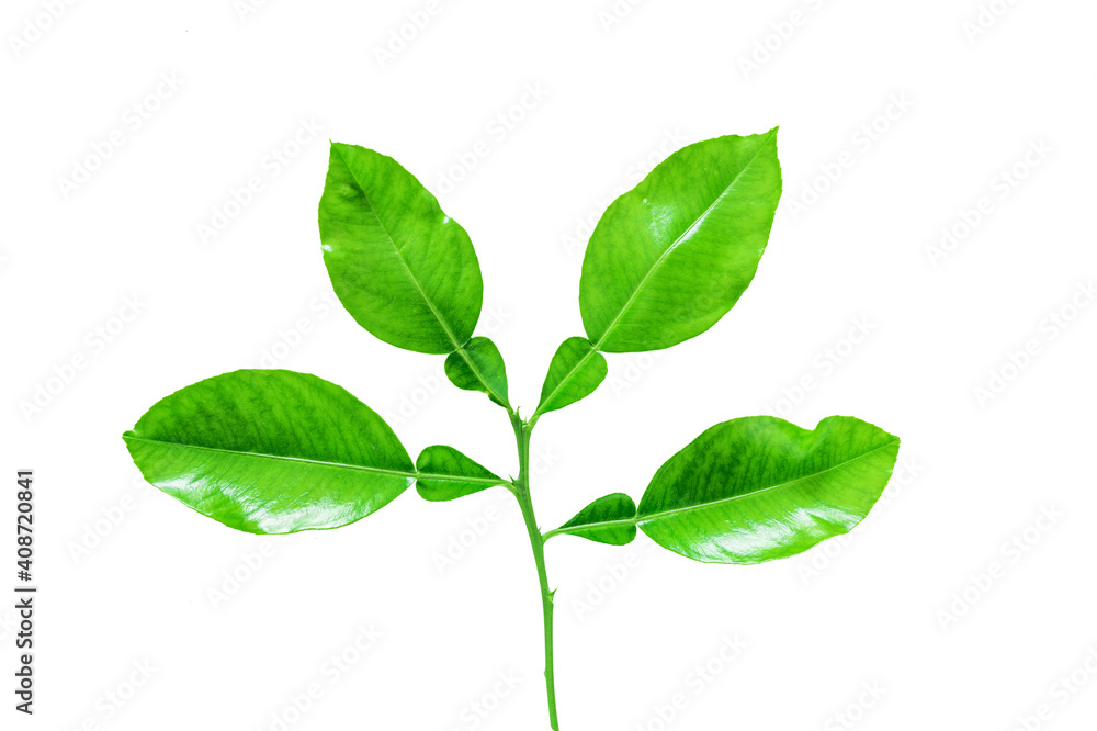 Fresh lime leaves on branch isolated white background Fresh lime leaves on branch isolated white background