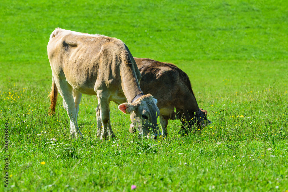 Weidende Kühe auf einer saftig-grünen Wiese