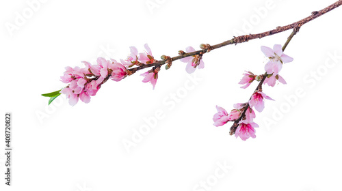 peach flowers on branch isolated on white background. spring flowers.