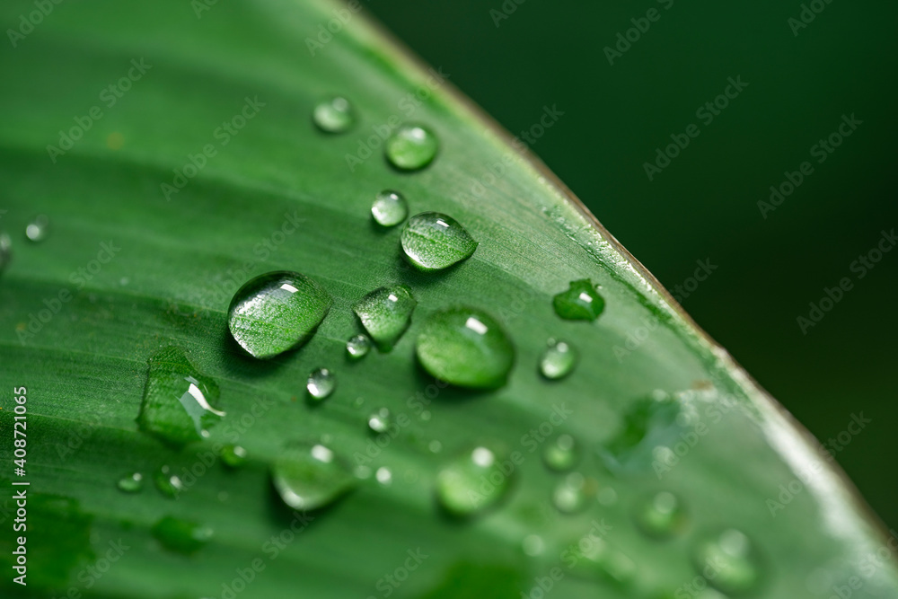 water drop on the green leaf - dew water drop on the green leaf - dew