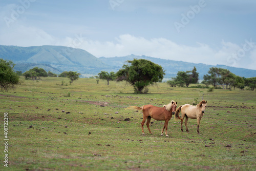 horse run in the field with mountain as background