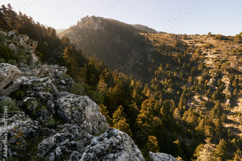 Yunquera pinsapar (abies pinsapo) in the Sierra de las Nieves national park in Malaga. Spain