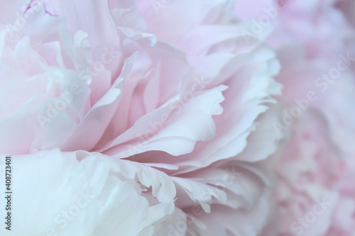 pastel pink and white peony flowers close up