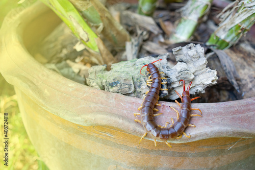 Canvastavla The big centipede had many legs and it was a poisonous creature.