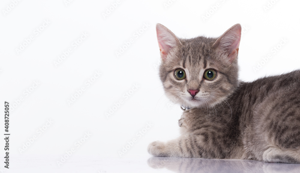 Small cute tabby cat isolated on white background Small cute tabby cat isolated on white background