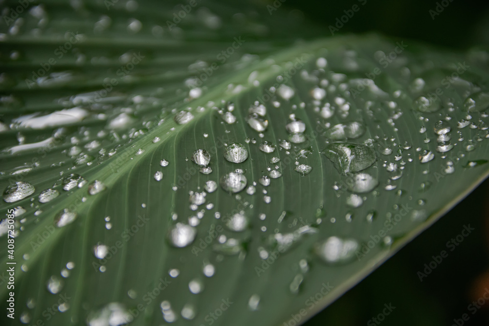 Transparent rain water on a green leaf of a canna plant. close up photo. after heavy rain, flowers and leaves acquire their natural beauty. beautiful background, focus on drops Transparent rain water on a green leaf of a canna plant. close up photo. after heavy rain, flowers and leaves acquire their natural beauty. beautiful background, focus on drops
