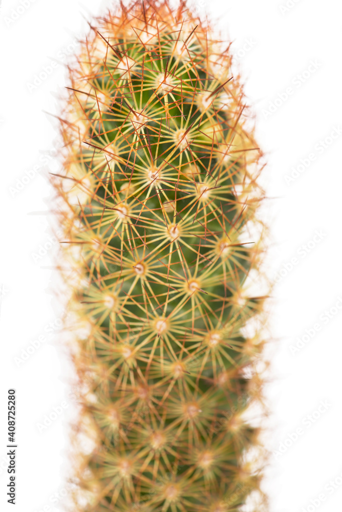 close up of small cactus houseplant in pot close up of small cactus houseplant in pot