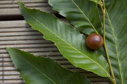 Chestnut Leaves and acon on Wood Deck photo