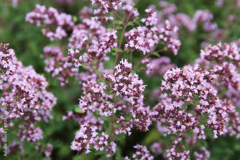 pink flowers oregano with green leaves large