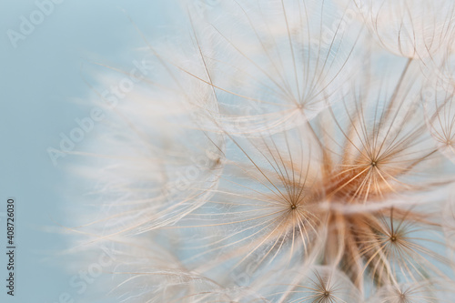 dandelion goatbeard on turquoise background