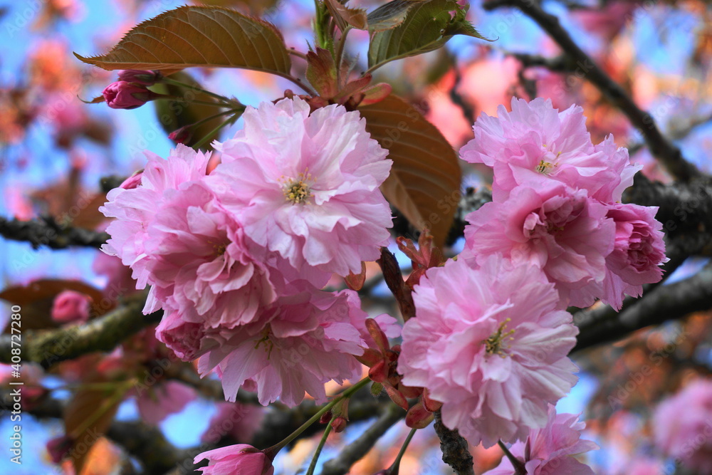 Prunus Kanzan Flowering Cherry Tree | Best Flower Site