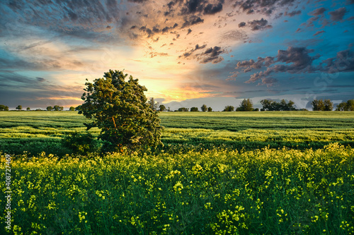 The Landscape Of Fehmarn - Sunset - One Single Tree Standing In The Middle Of A Field... photo