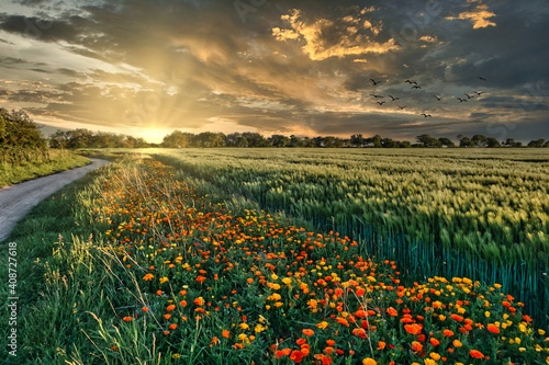 Tableau sur toile The Landscape Of Fehmarn - Sunset At A Field With Colorful Flowers