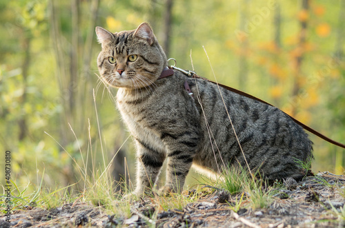 A pet cat on a walk in a pine forest. © Eugene