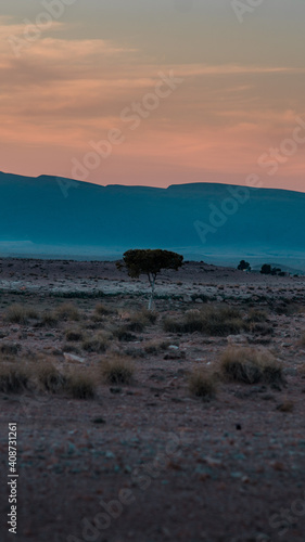 lonely tree in desert horizontal