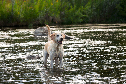 A Yellow Lab standing in a creek alert and happy.