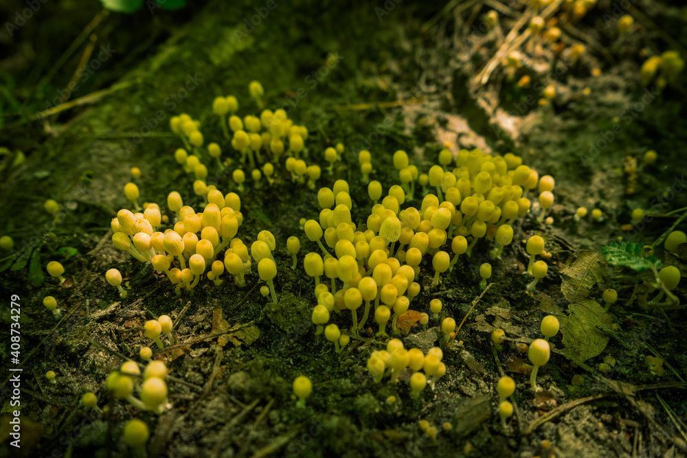 Micro life. Small mushrooms on moss. Micro life. Small mushrooms on moss.