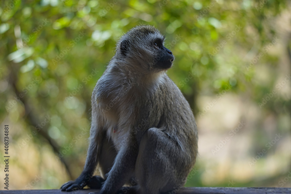 Fototapeta premium The vervet monkey (Chlorocebus pygerythrus) sits, staring into the distance. Large numbers of animals migrate to the Masai Mara National Wildlife Refuge in Kenya, Africa. 2016.