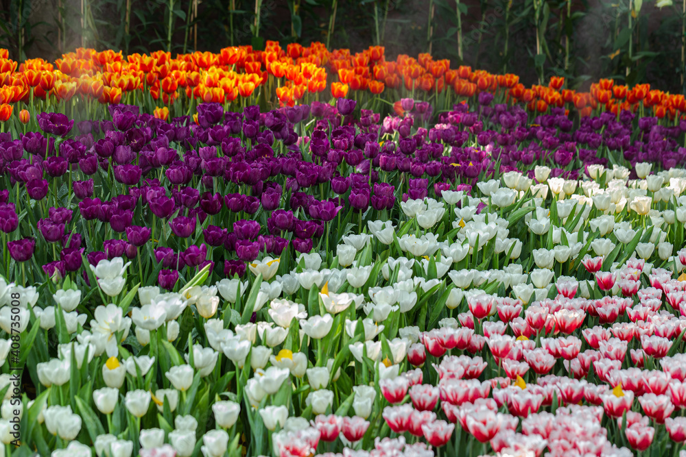 Colorful tulips on a windy spring day.