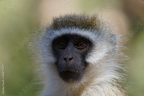 Photography A close-up portrait of the face of a vervet monkey (Chlorocebus pygerythrus)