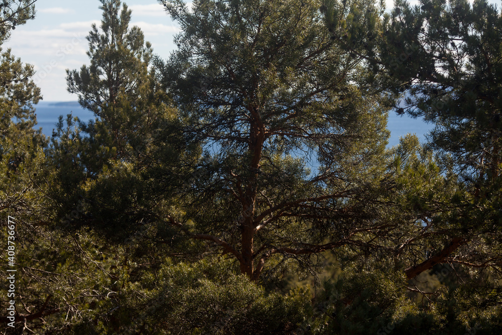 Pine. Park with pine forest on a blue sky background