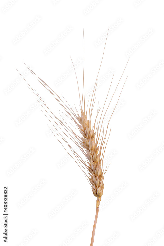 Barley Rice Isolated On White Background. Cereal Plants Concept