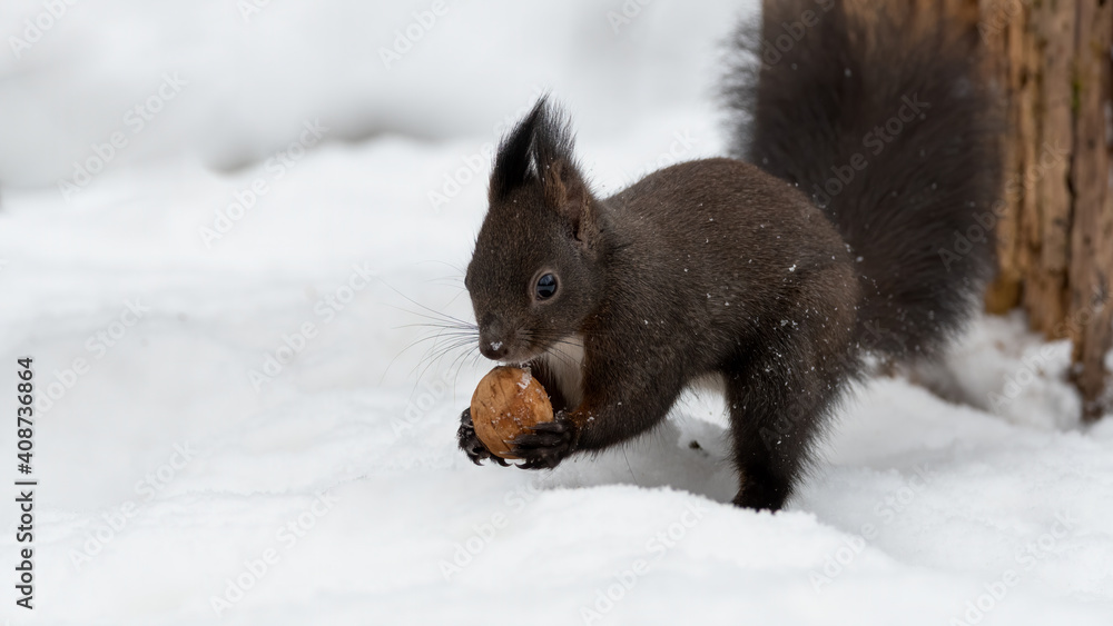 eichhörnchen, tier, winter, schnee, natur, säugetier, fell, nager, wild lebende tiere, rot eichhörnchen, tier, winter, schnee, natur, säugetier, fell, nager, wild lebende tiere, rot