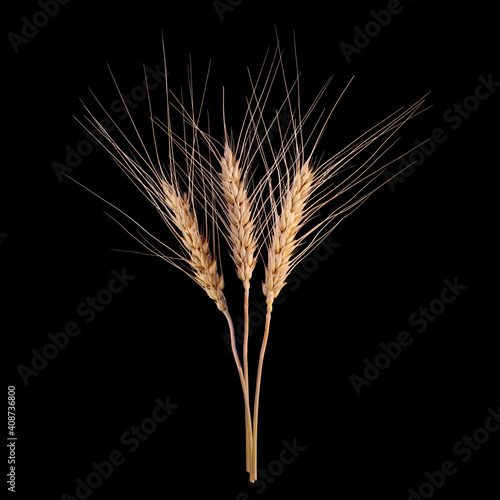 Barley Rice Isolated On Black Background. Cereal Plants Concept.