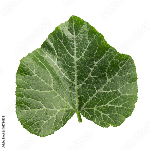 Pumpkin leaves isolated on a white background.