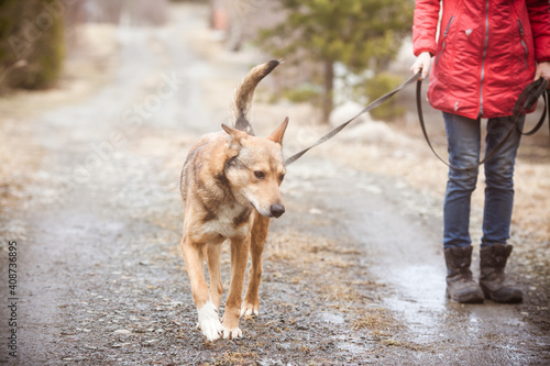 dog walks in the park with the owner