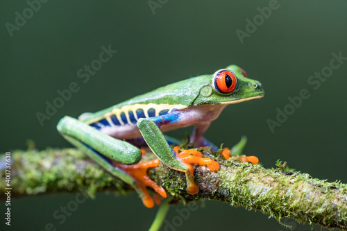Red-eyed Tree Frog, Agalychnis callidryas, sitting on the green leave in tropical forest in Costa Rica. © vaclav