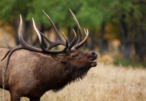 Trophy Bull Elk bugles in the rut photo