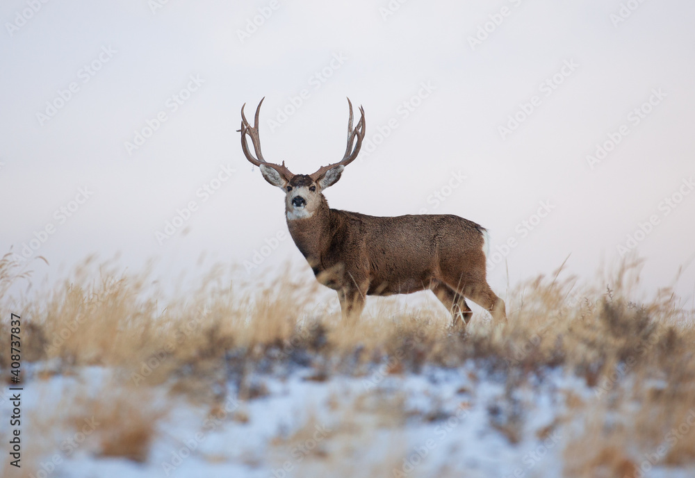 A trophy deer standing in the grass A trophy deer standing in the grass