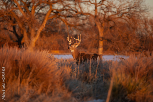 Whitetail at Golden Hour