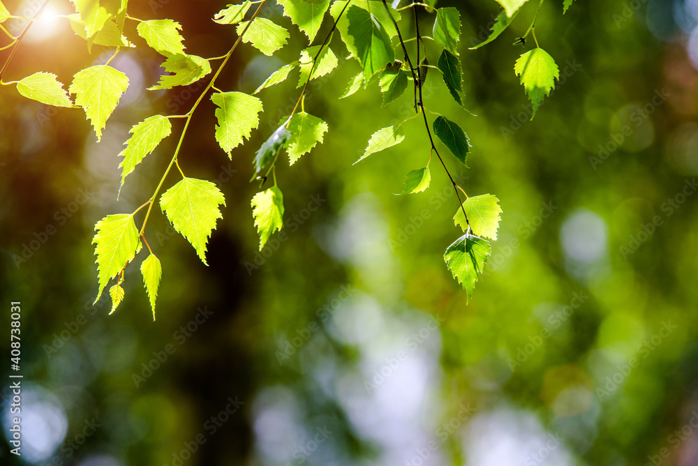 Green nature background with birch leaves
Green nature background with birch leaves