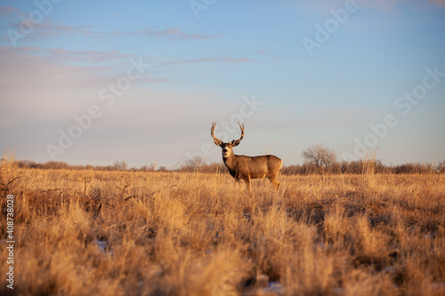 Trophy Deer at Golden Hour