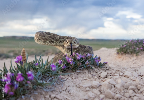 Rattlesnake in Wild Flowers