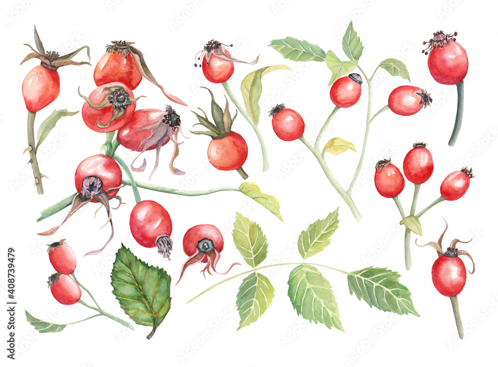 Watercolor illustration of beautiful set of red fruits, rose hip, branch of eglantine on white isolated background. Watercolor healthy berries for design Watercolor illustration of beautiful set of red fruits, rose hip, branch of eglantine on white isolated background. Watercolor healthy berries for design