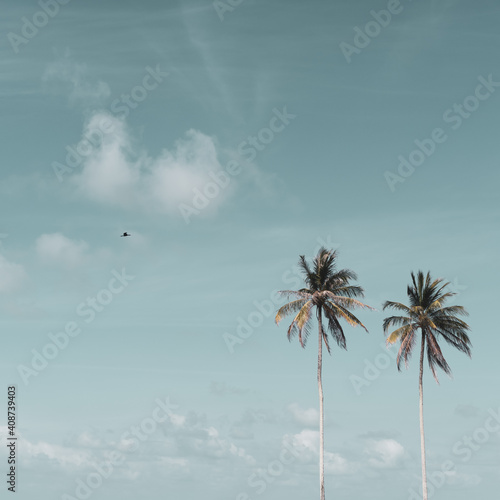 Minimal tropical coconut palm tree in summer with sky background. Copyspace you can put text on. © ant