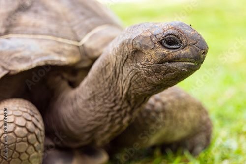 Aldabra Giant Tortoise (Aldabrachelys gigantea) on the islands of the Seychelles in the Indian Ocean  © hyserb