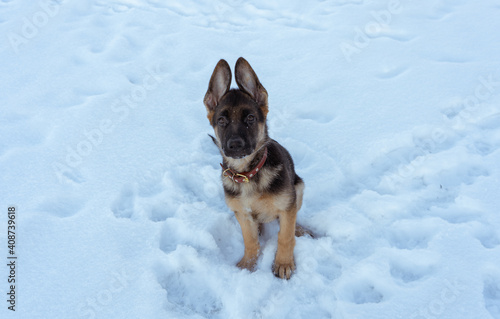 german shepherd dog in snow