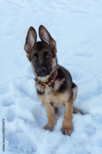german shepherd dog in snow